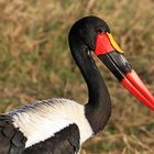 Sattelstorch, Moremi Game Reserve, Botswana