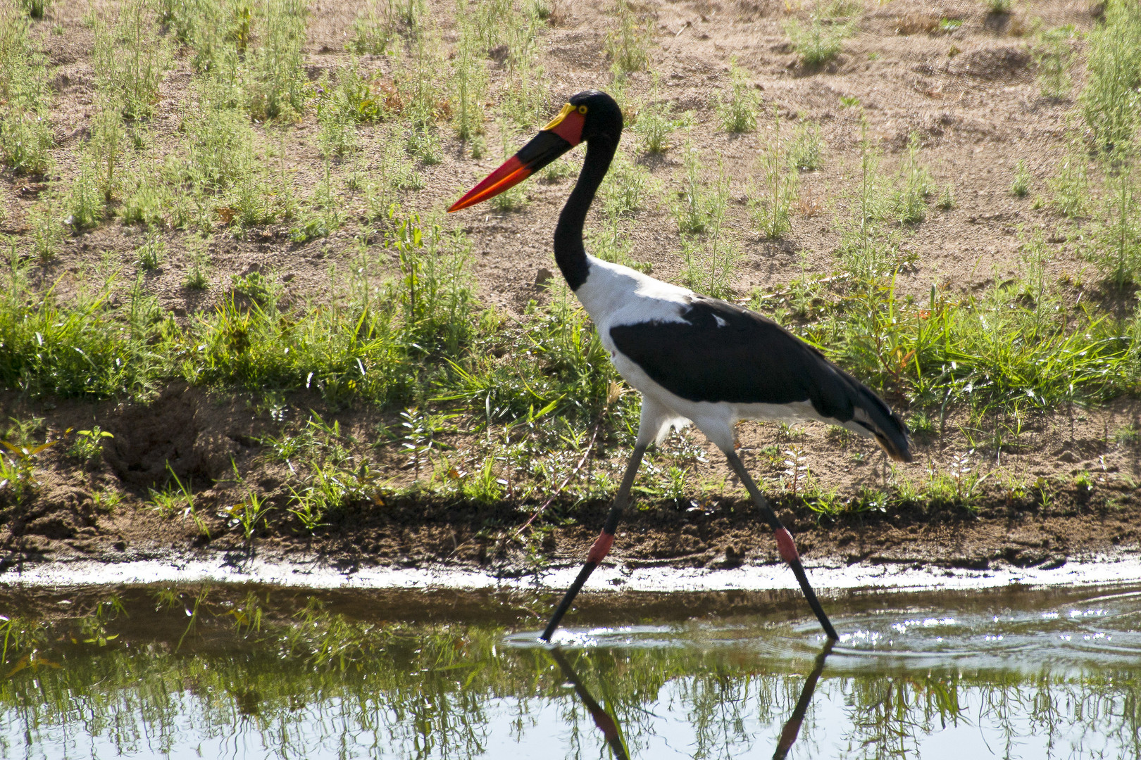 Sattelstorch, Ruaha NP - Tansania