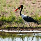 Sattelstorch, Ruaha NP - Tansania