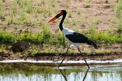 Sattelstorch, Ruaha NP - Tansania