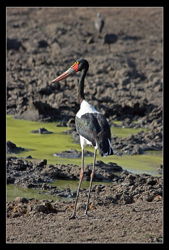 Sattelstorch (Saddle billed stork)