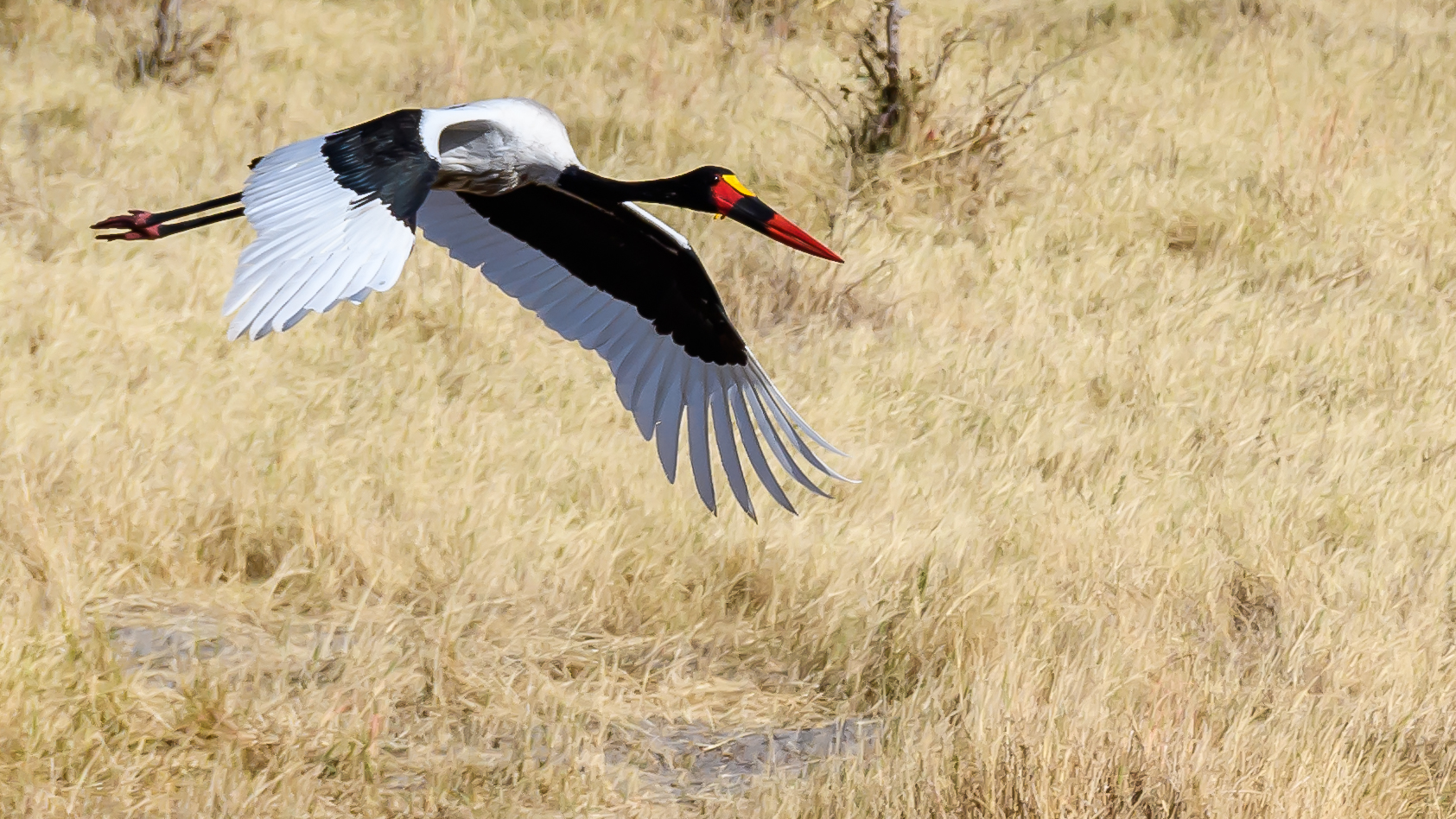 Sattelstorch, Saddle-billed Stork (Ephippiorhynchus senegalensis)