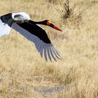 Sattelstorch, Saddle-billed Stork (Ephippiorhynchus senegalensis)