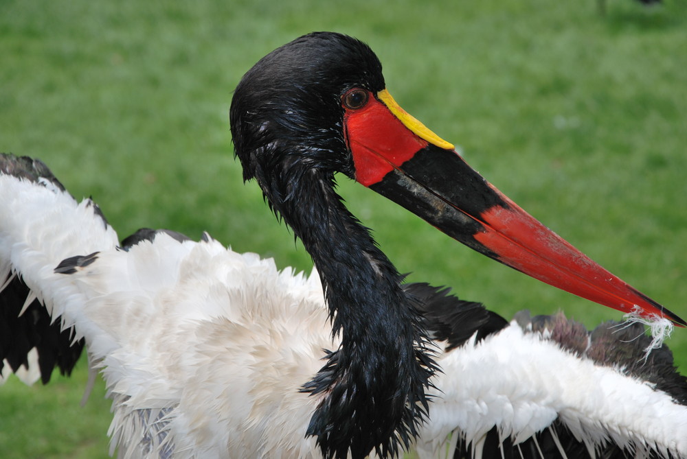 Sattelstorch: Schwarz, Rot, Gold - mal anders