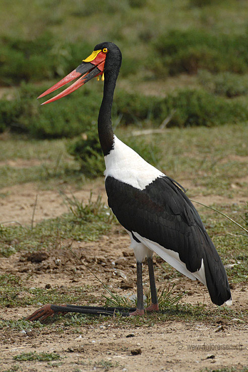 Sattelstorch sitzend