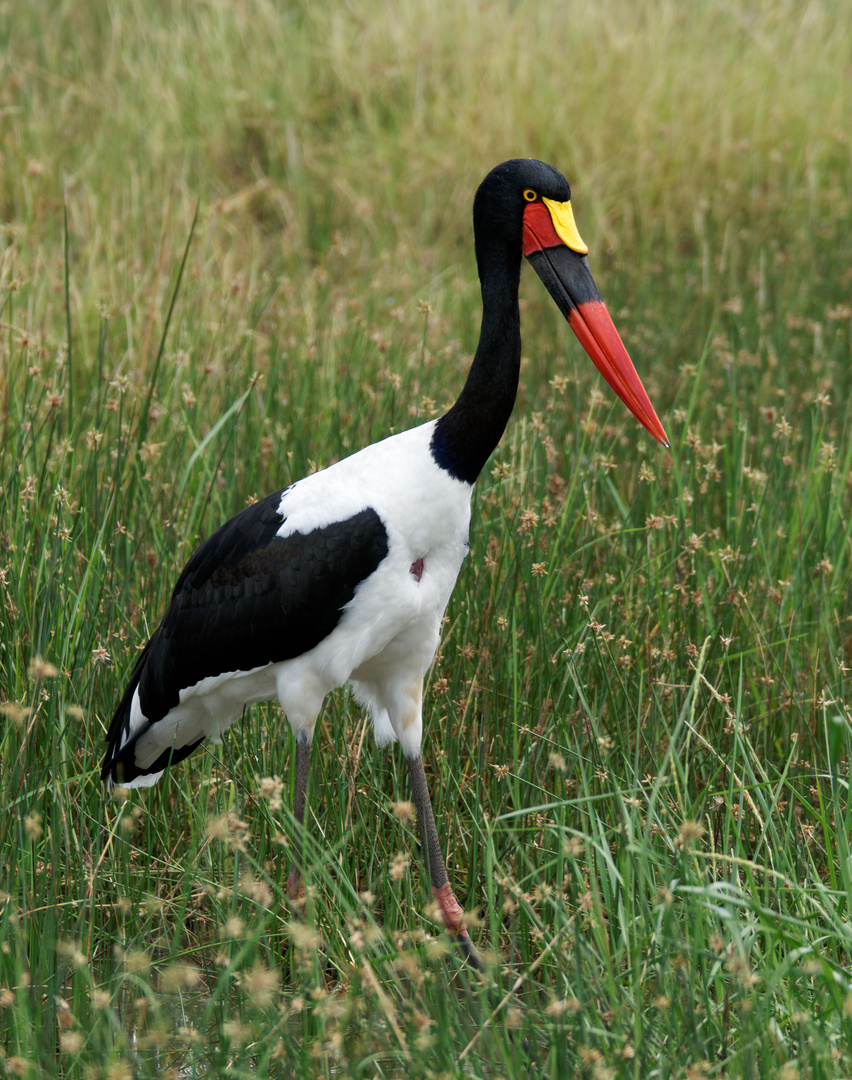 Sattelstorch, Tarangire NP, Tansania.