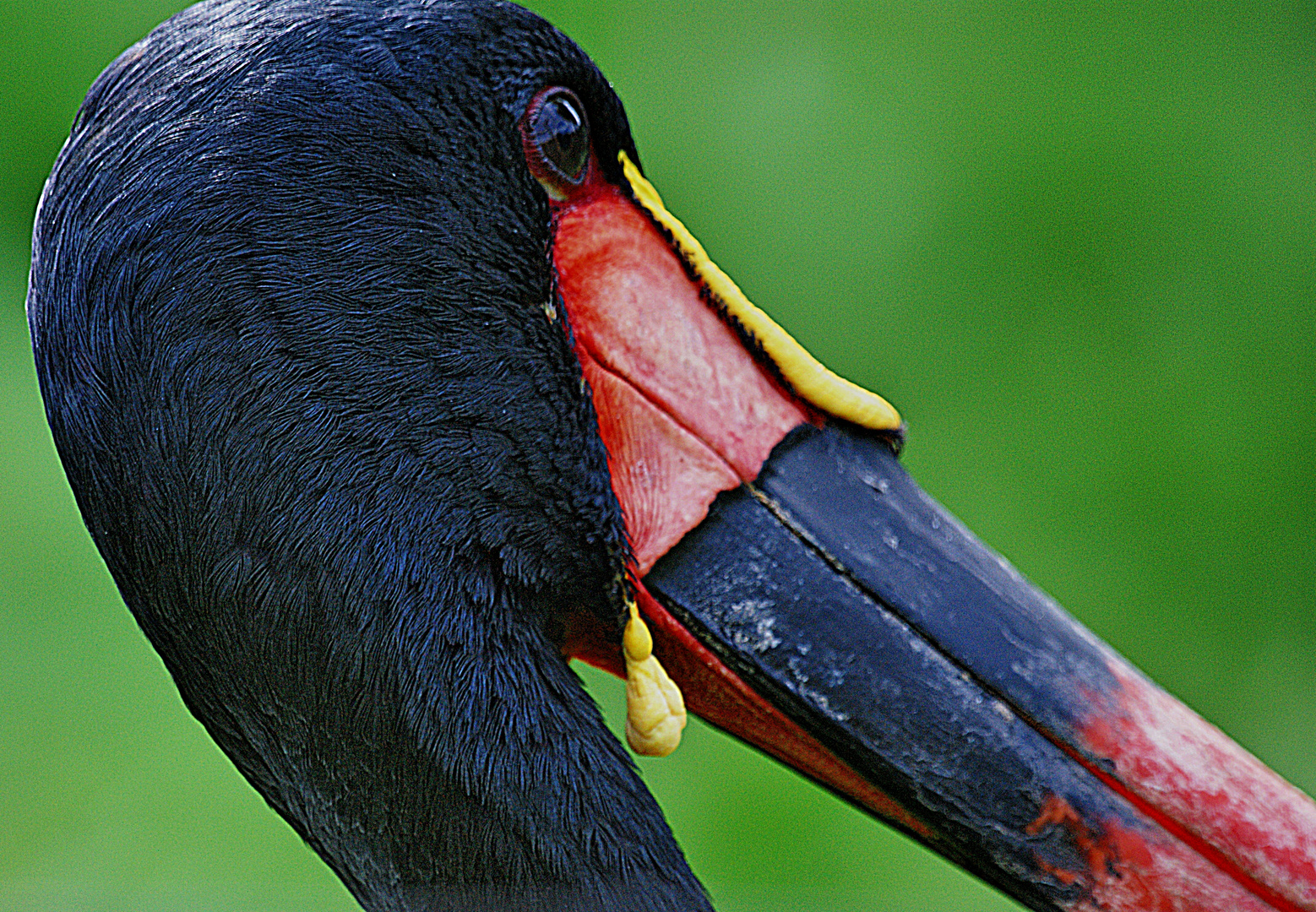 Sattelstorch - Zoo Köln