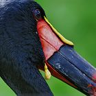 Sattelstorch - Zoo Köln