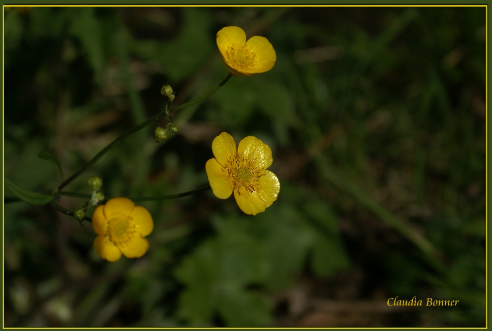 Sattes Gelb ... Dotterblumen?