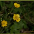 Sattes Gelb ... Dotterblumen?