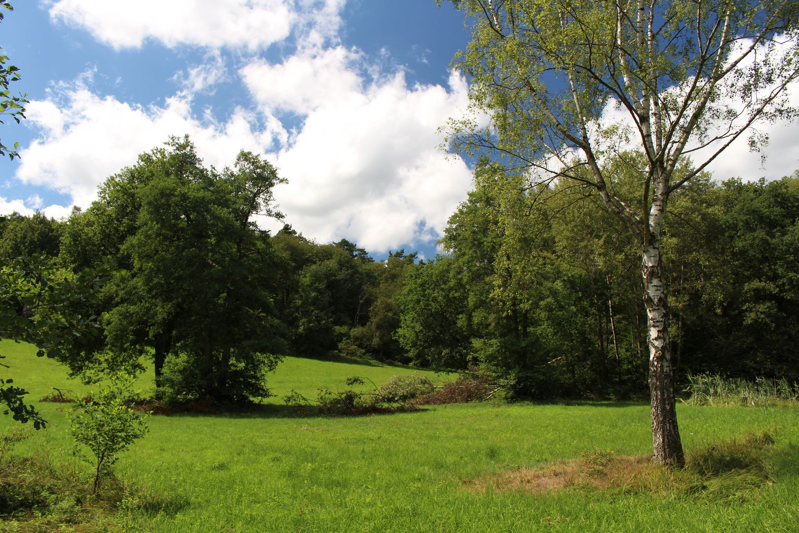 Sattes Grün im Sommer 