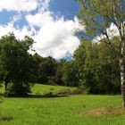 Sattes Grün im Sommer 