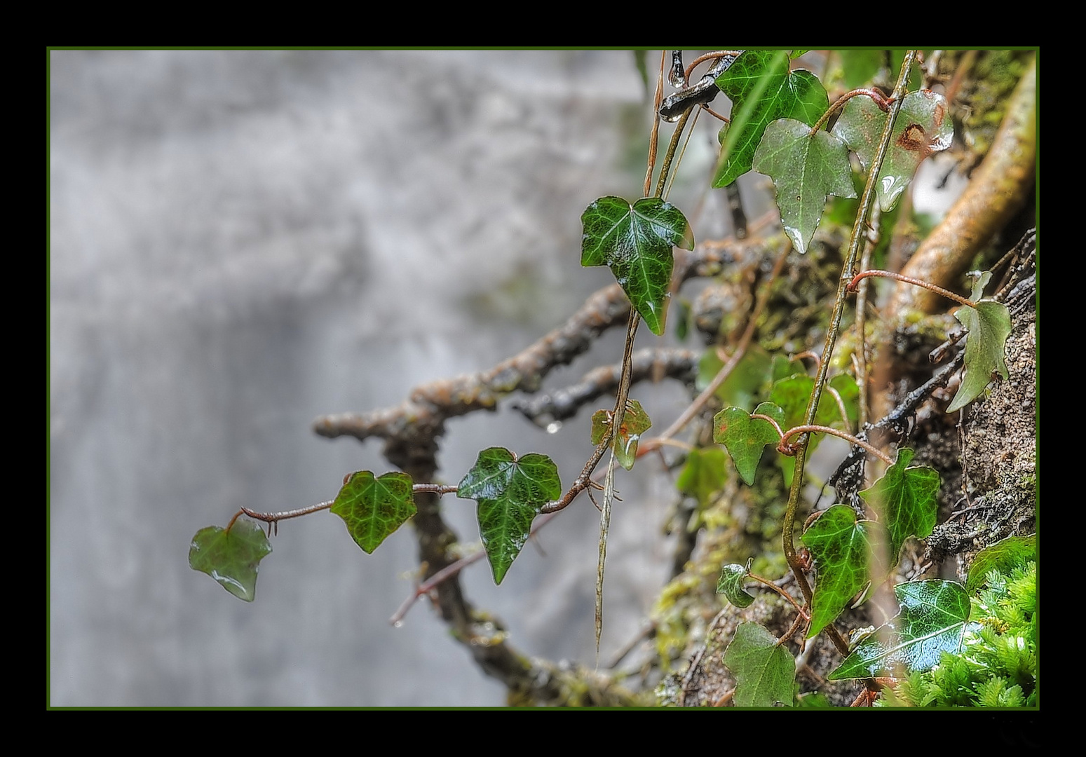 Sattes Grün im Wintergrau