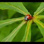 Sattes Grün mit Farbtupfer