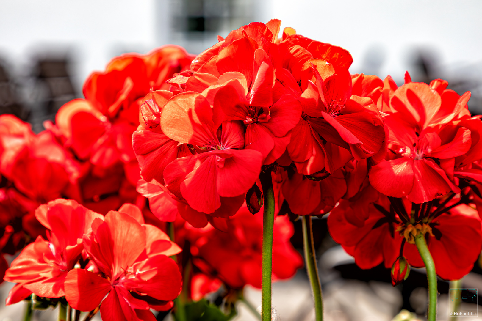 Sattes Rot