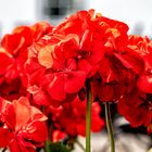 Sattes Rot