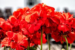 Sattes Rot