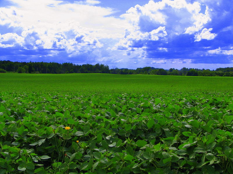 Saturated Soy Beans