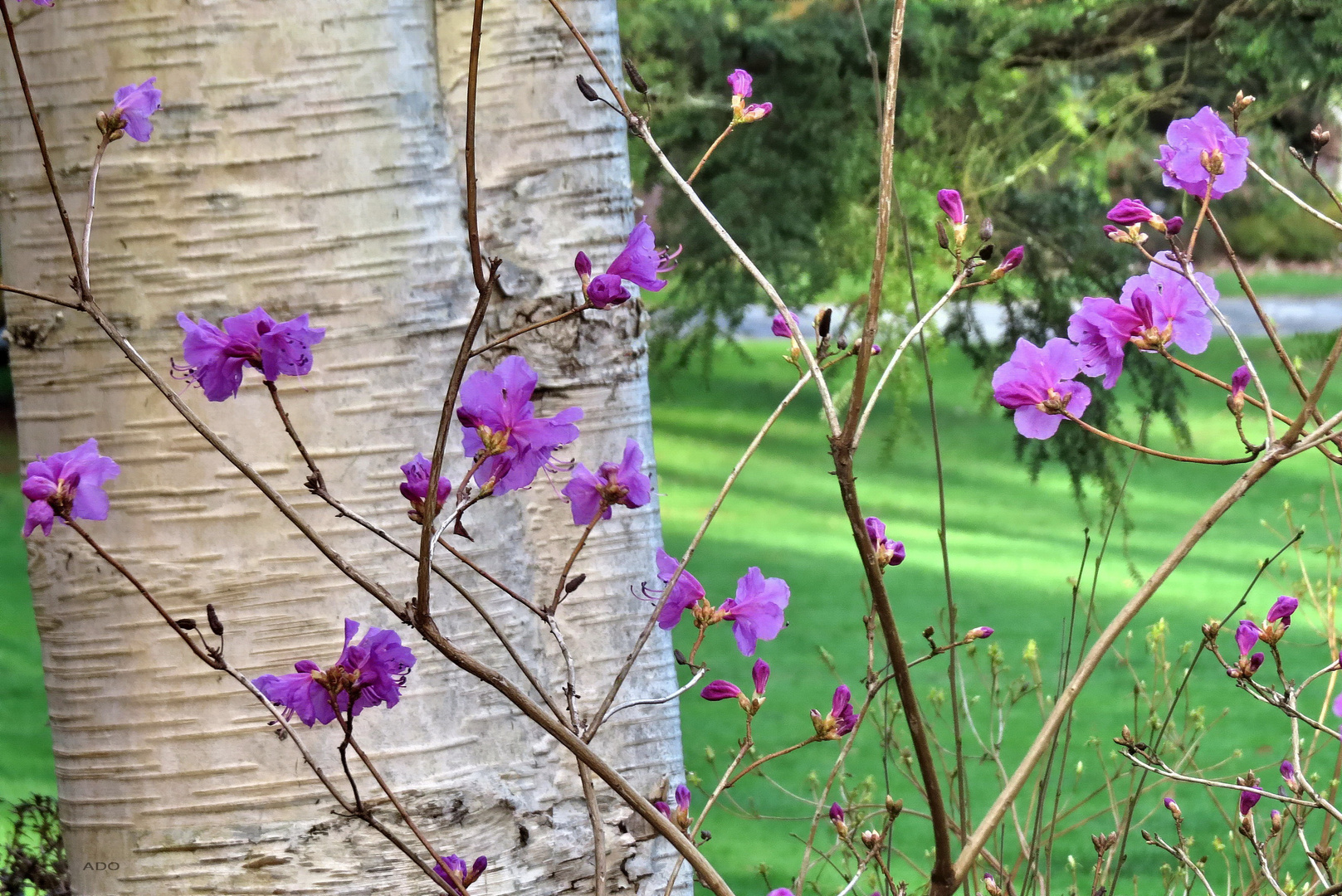 Saturday at Vandusen Gardens (2)