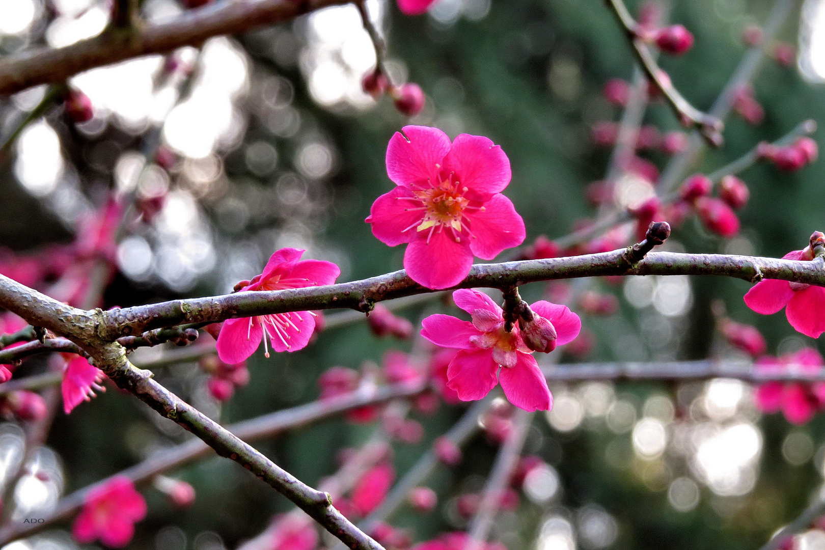 Saturday at VanDusen Gardens