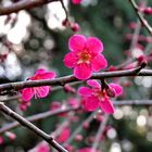 Saturday at VanDusen Gardens