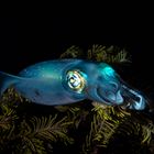 °°°Saturday Night Fever°°°