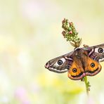 Saturnia pavonia