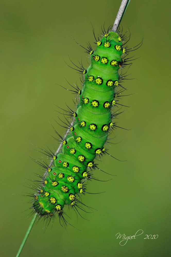 Saturnia pavonia