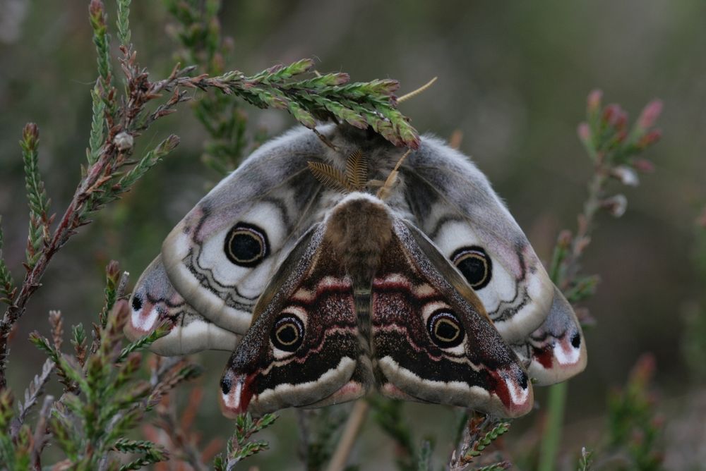 Saturnia pavonia