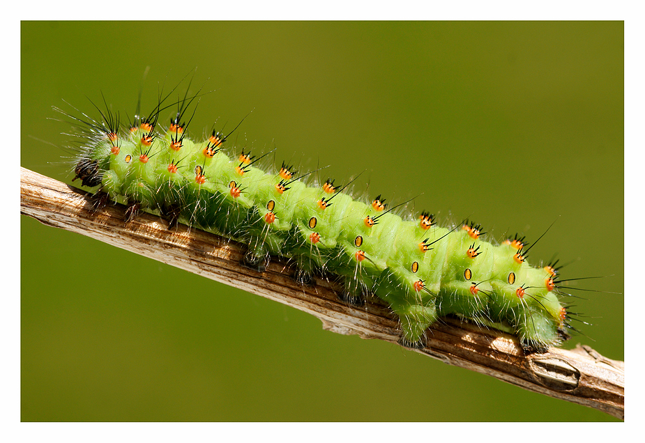 Saturnia pavonia