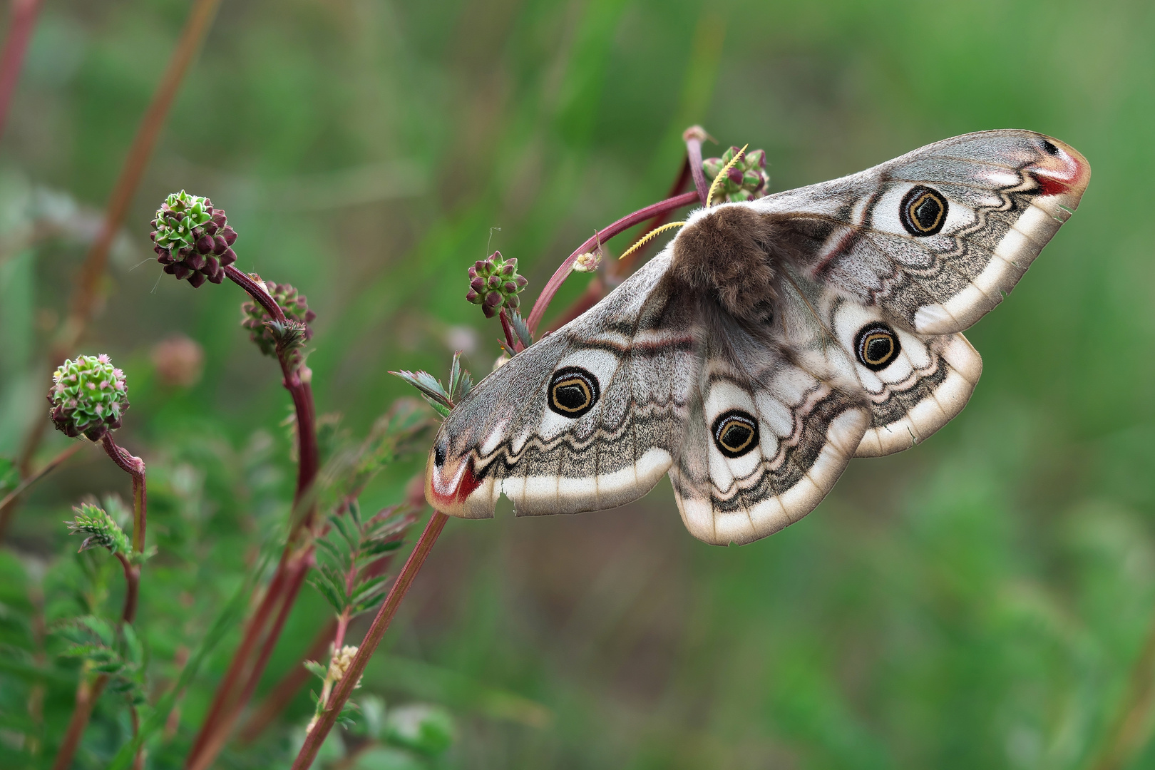 Saturnia pavonia