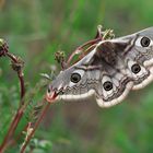 Saturnia pavonia