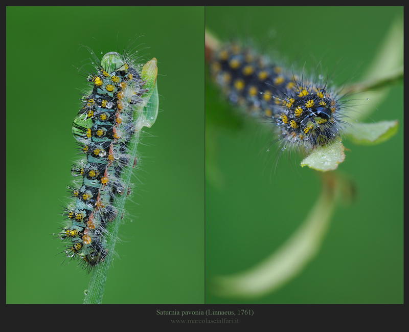 Saturnia pavonia (Linnaeus, 1761)