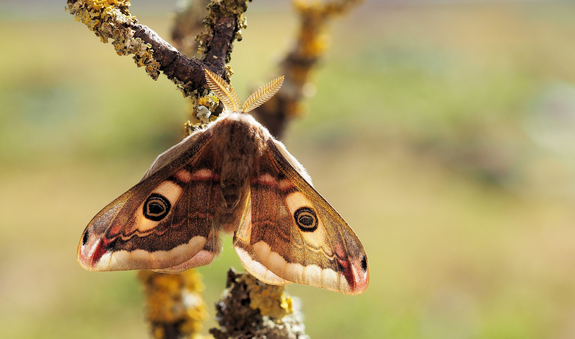 Saturnia pavonia Männchen 