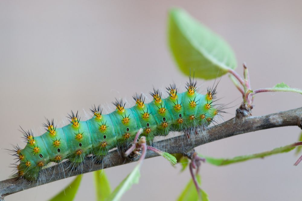 Saturnia Pavoniella