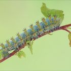 Saturnia pavoniella (larva) MMXIV