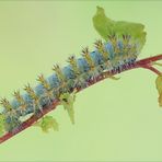 Saturnia pavoniella (larva) MMXIV