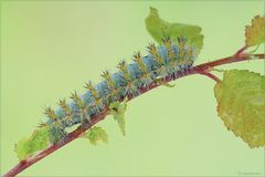 Saturnia pavoniella (larva) MMXIV