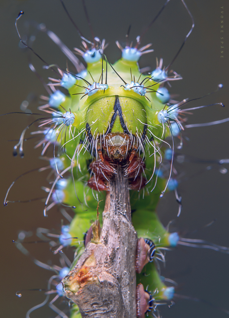 Saturnia pyri