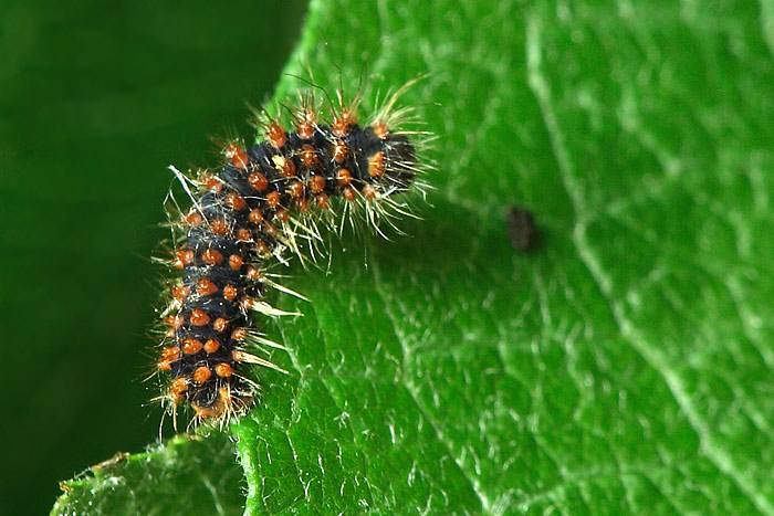 Saturnia pyri