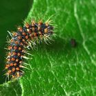 Saturnia pyri