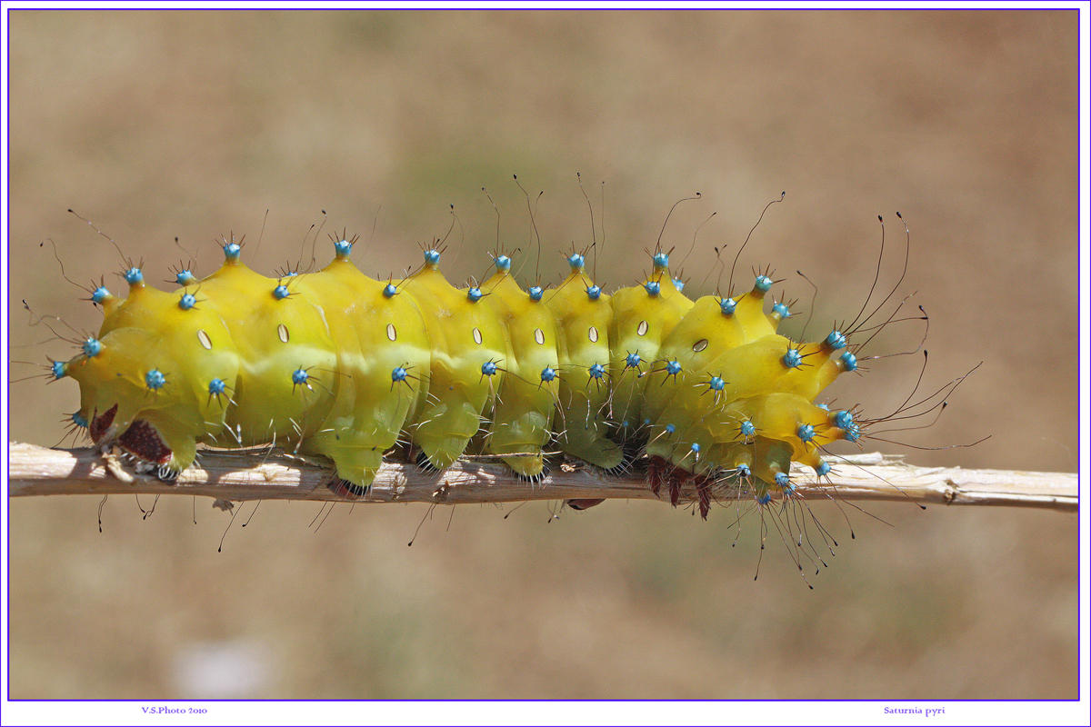 Saturnia pyri