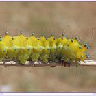 Saturnia pyri