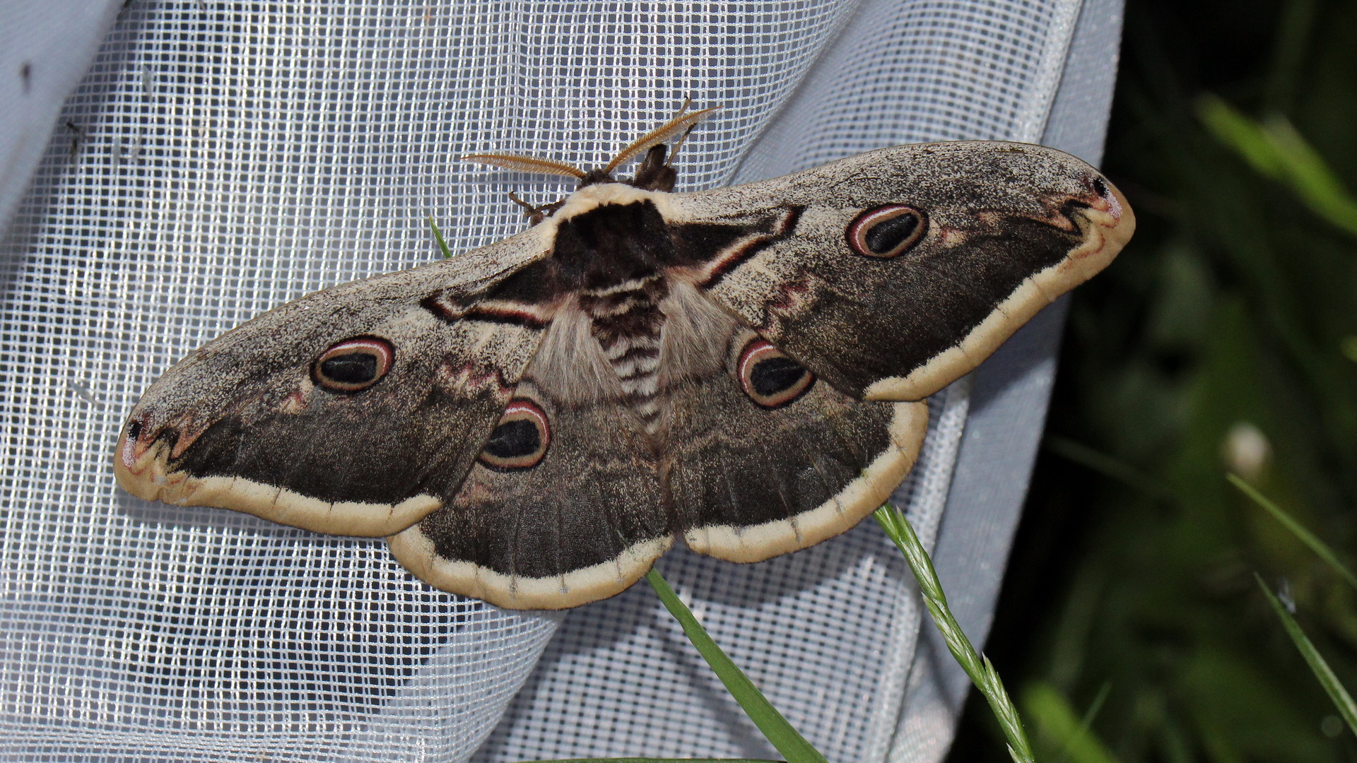 Saturnia pyri