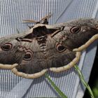 Saturnia pyri