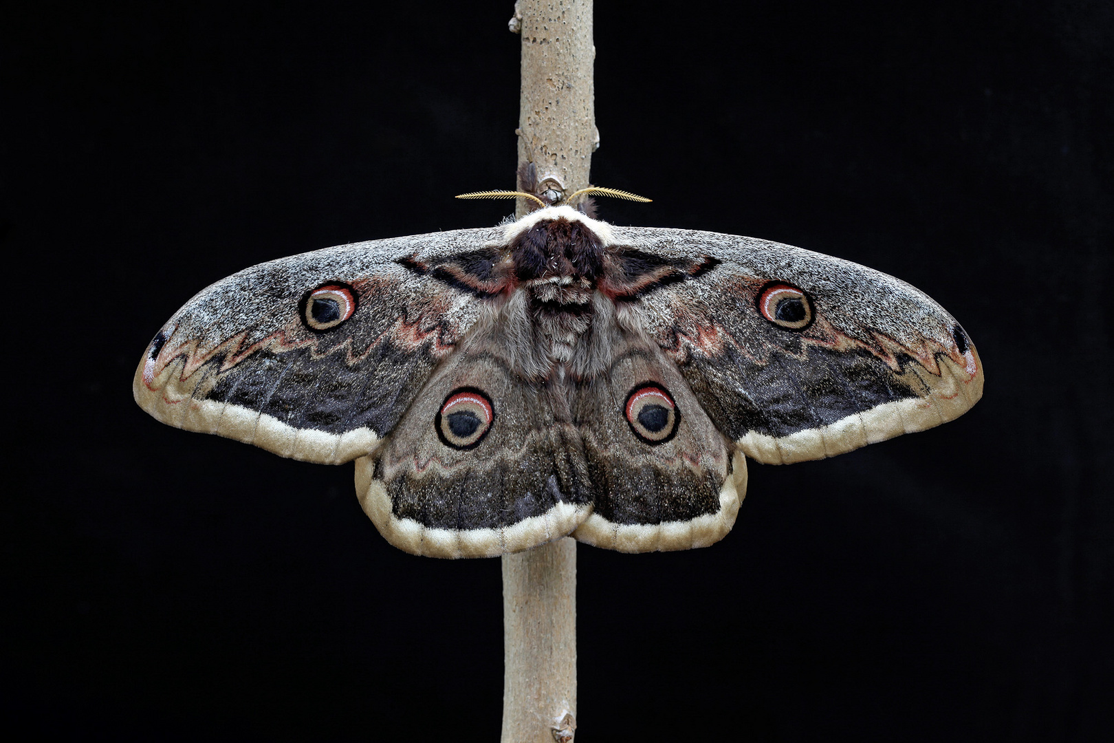 Saturnia Pyri