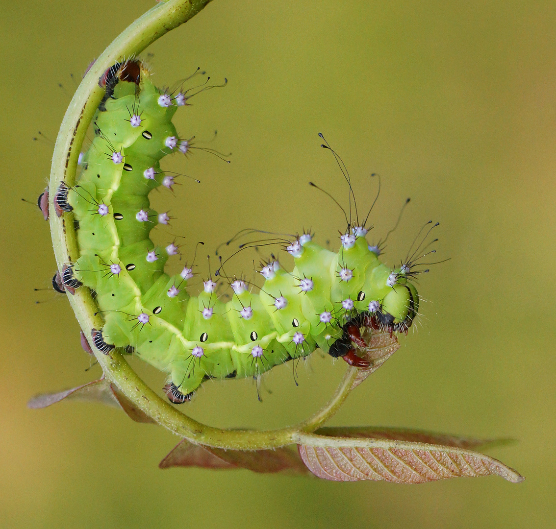 Saturnia pyri