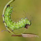 Saturnia pyri