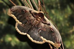 Saturnia pyri