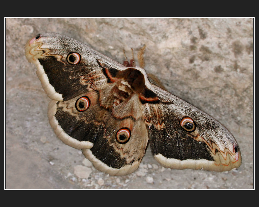 Saturnia pyri